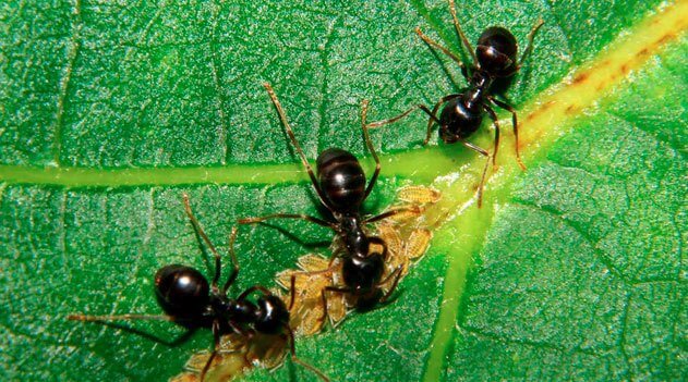 Dedetizadora de formigas no Rio de Janeiro
