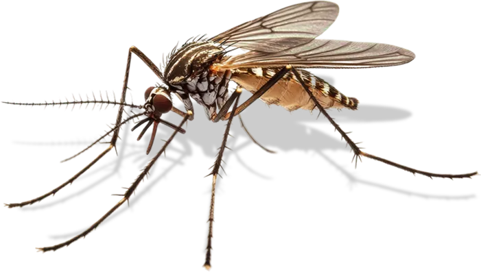 Dedetização Rio e Grande Rio - Imuniforte Dedetizadora